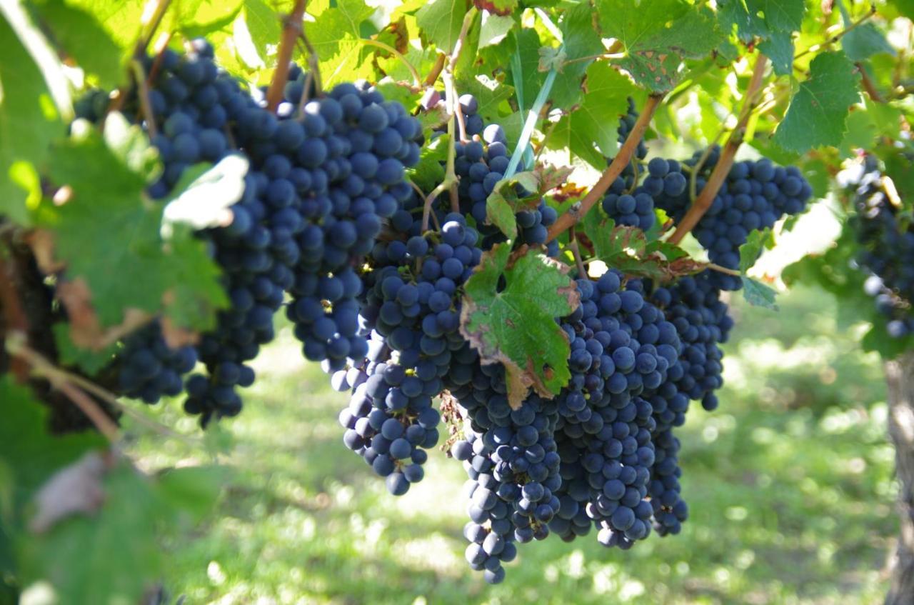Clos De Bertinat Saint-Sulpice-de-Faleyrens Exteriör bild