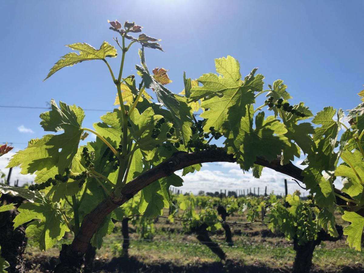 Clos De Bertinat Saint-Sulpice-de-Faleyrens Exteriör bild