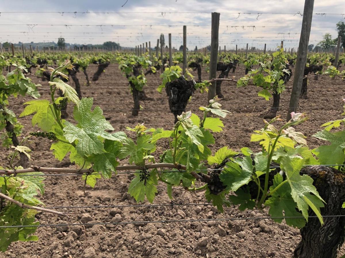 Clos De Bertinat Saint-Sulpice-de-Faleyrens Exteriör bild